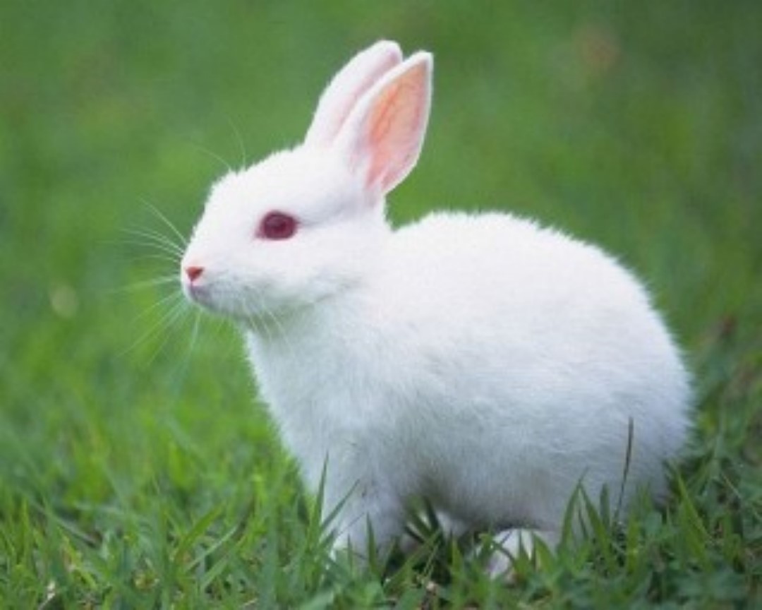 Detail Rabbit Hd Nomer 21