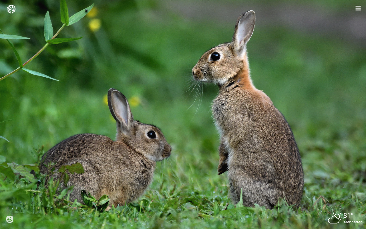 Detail Rabbit Hd Nomer 22