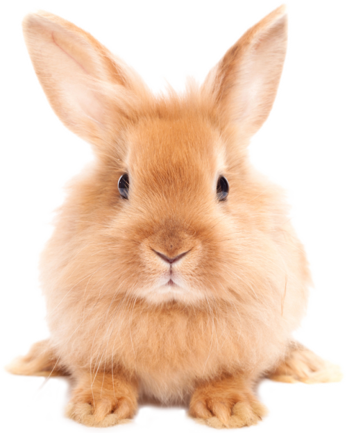 Detail Rabbit Hd Nomer 23