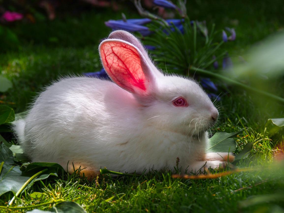 Detail Rabbit Hd Nomer 24