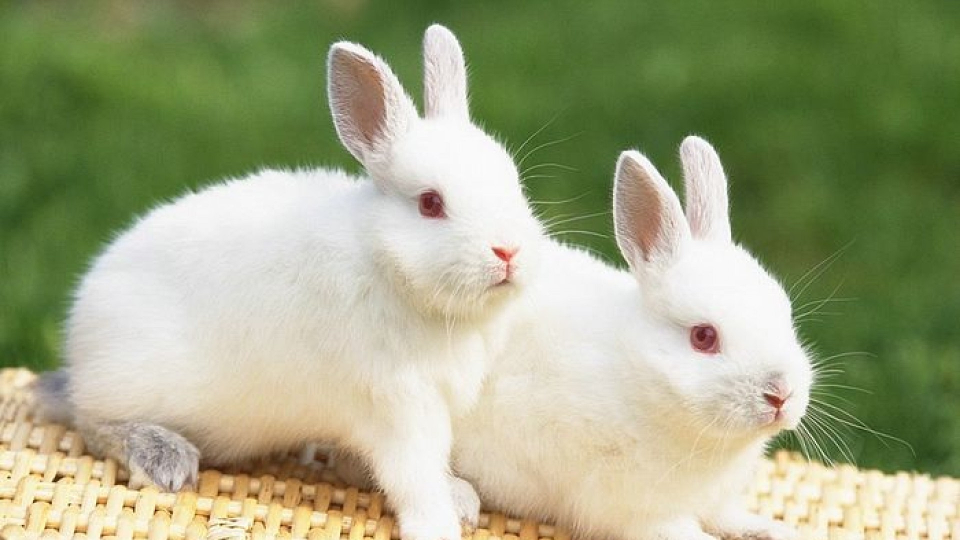 Detail Rabbit Hd Nomer 27
