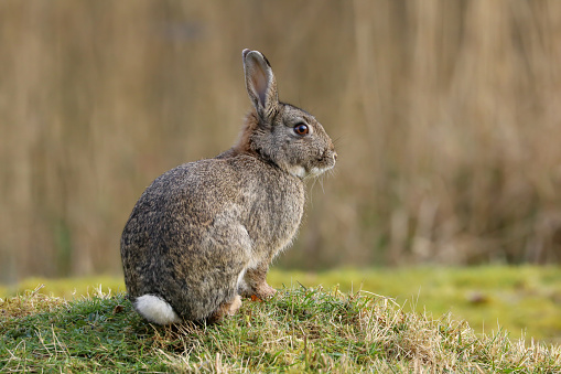 Detail Rabbit Hd Nomer 4