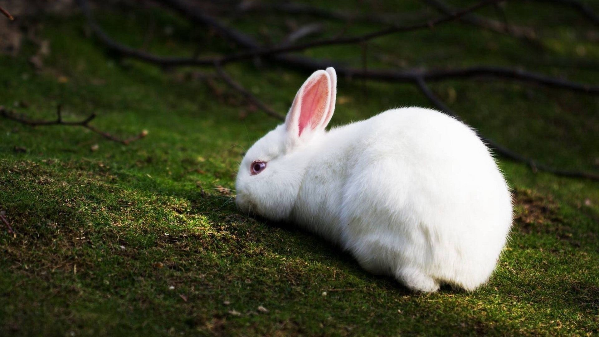 Detail Rabbit Hd Nomer 29