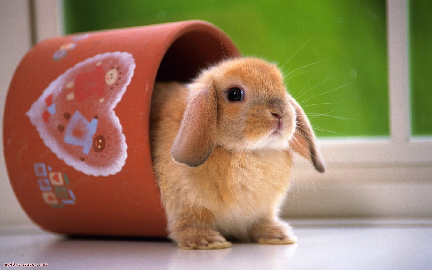 Detail Rabbit Hd Nomer 31