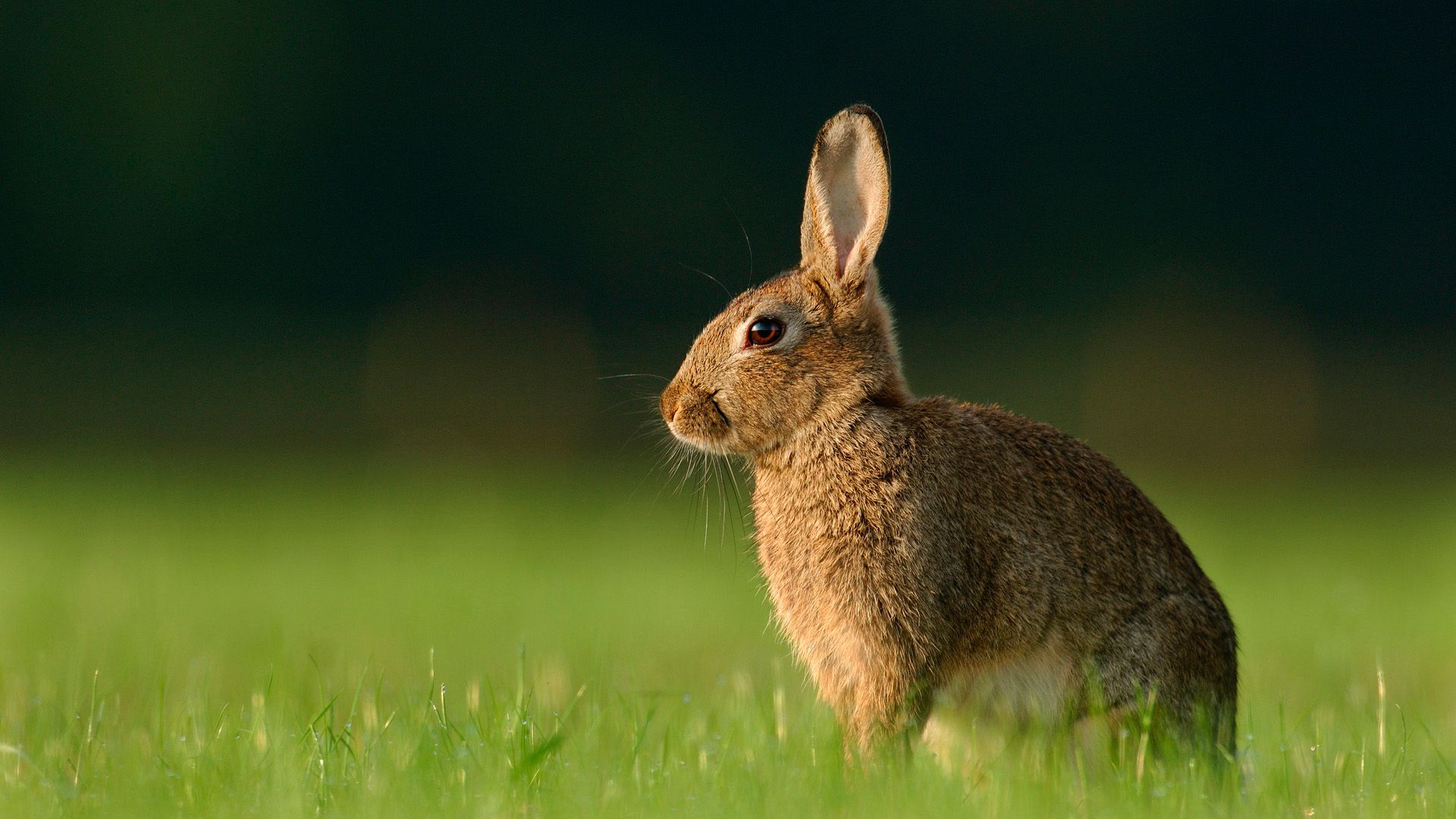 Detail Rabbit Hd Nomer 33