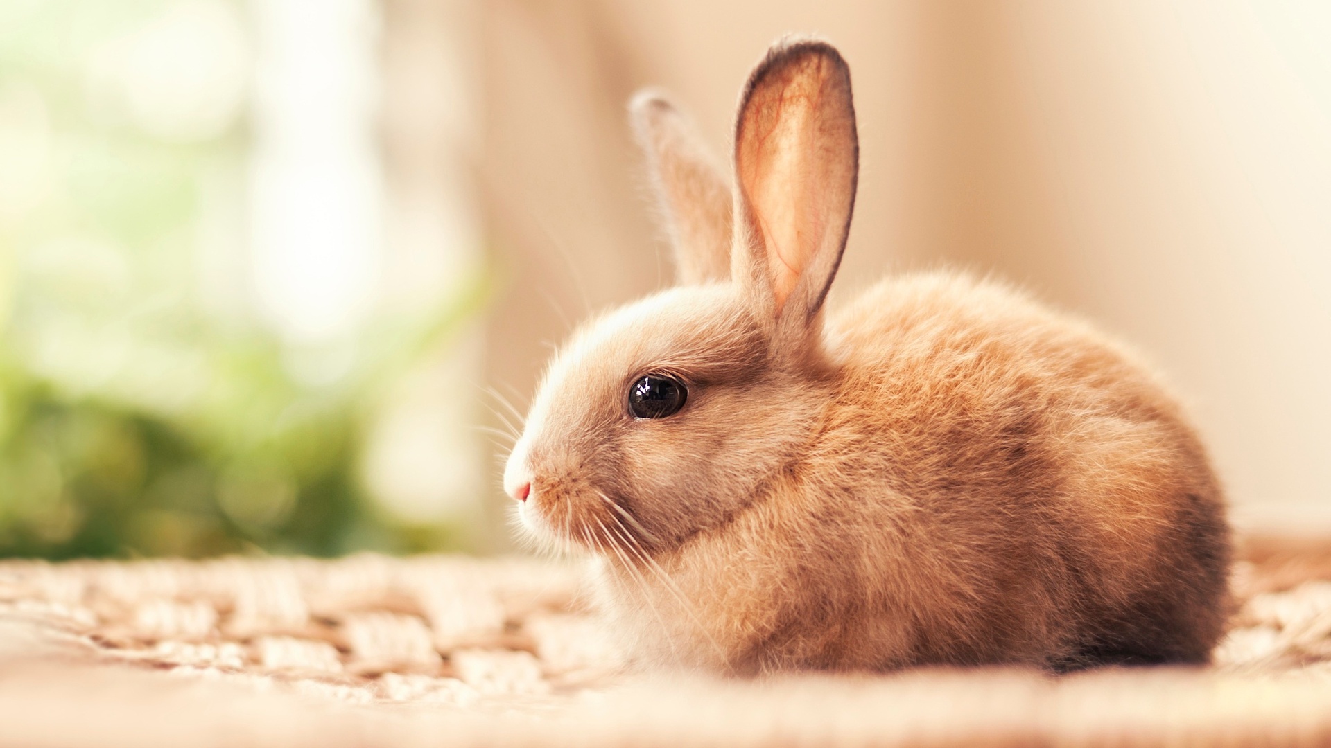 Detail Rabbit Hd Nomer 34