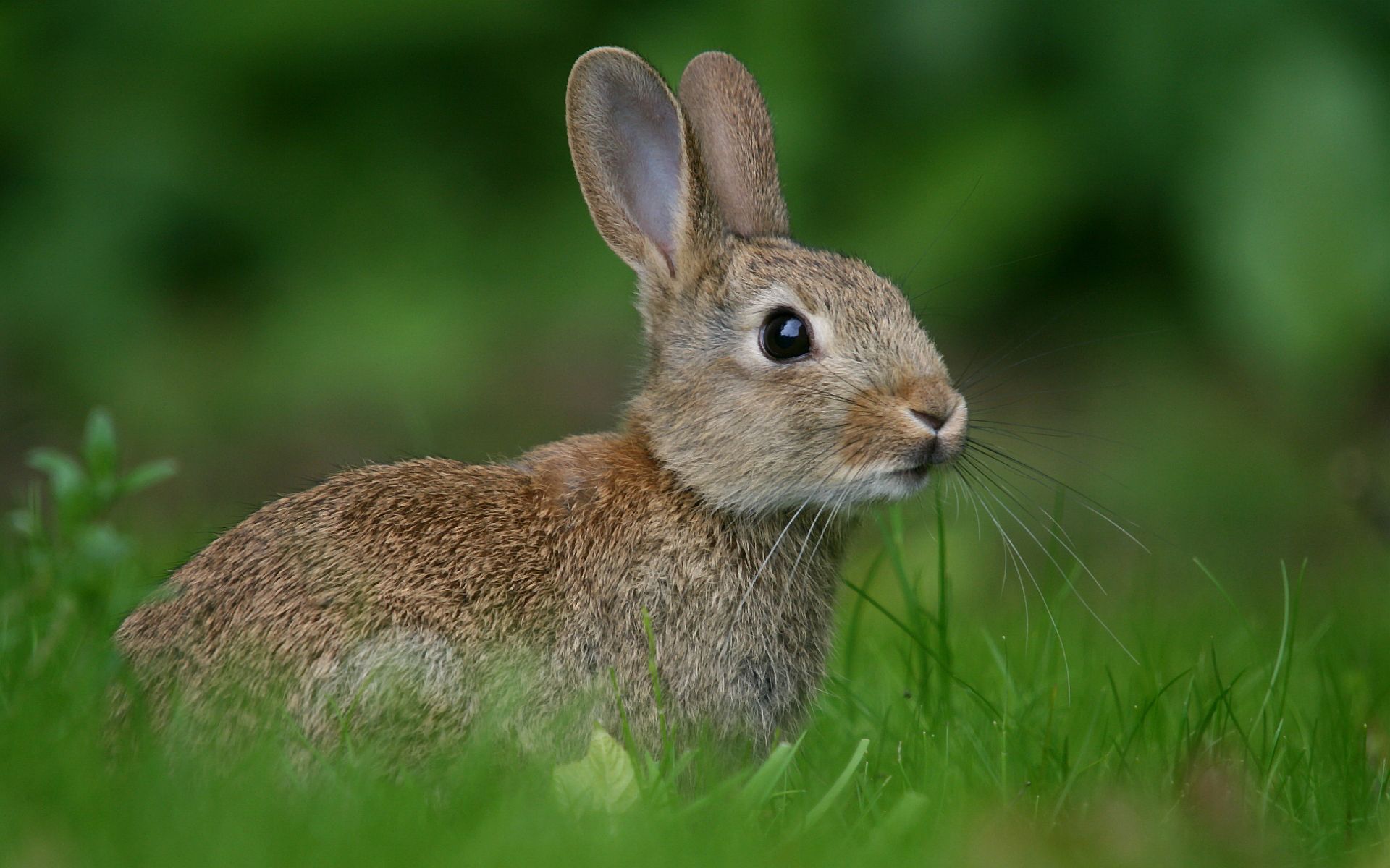 Detail Rabbit Hd Nomer 35