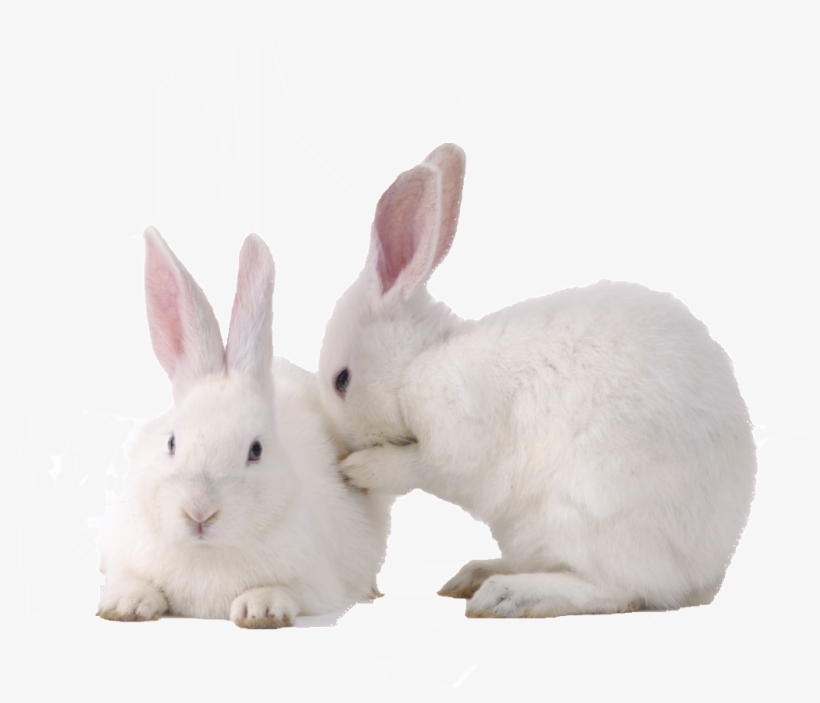 Detail Rabbit Hd Nomer 36