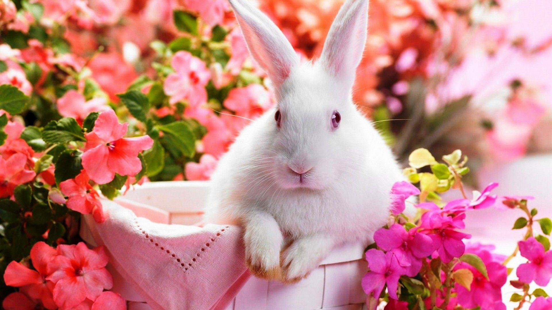 Detail Rabbit Hd Nomer 37