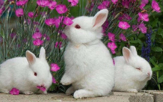 Detail Rabbit Hd Nomer 41