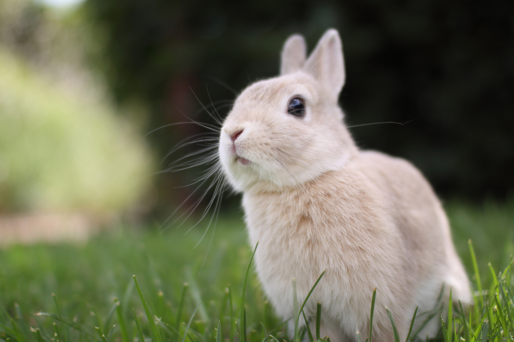 Detail Rabbit Hd Nomer 42