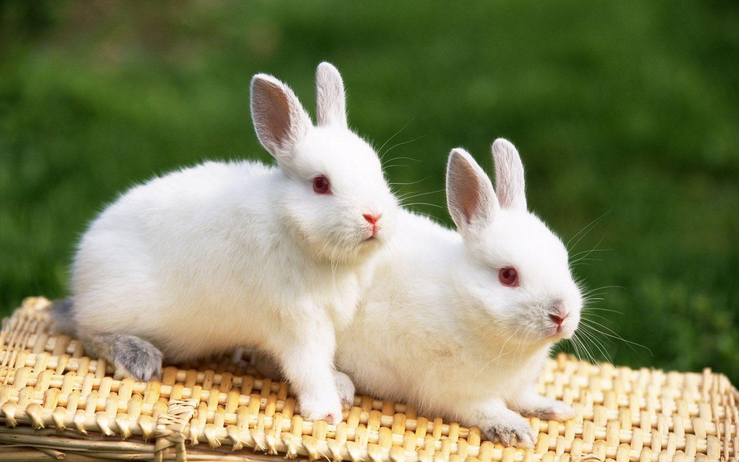 Detail Rabbit Hd Nomer 43