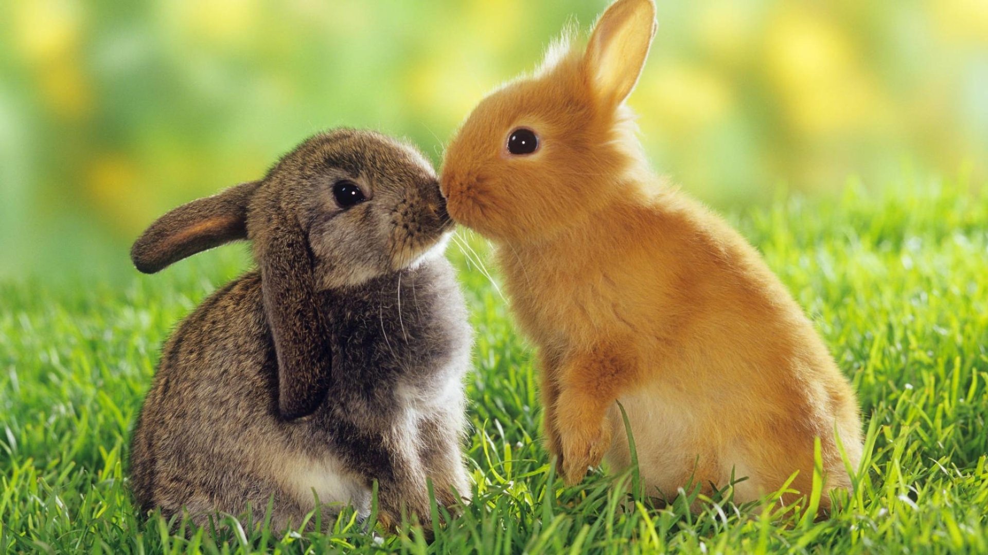 Detail Rabbit Hd Nomer 6