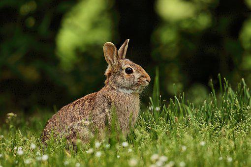 Detail Rabbit Hd Nomer 46