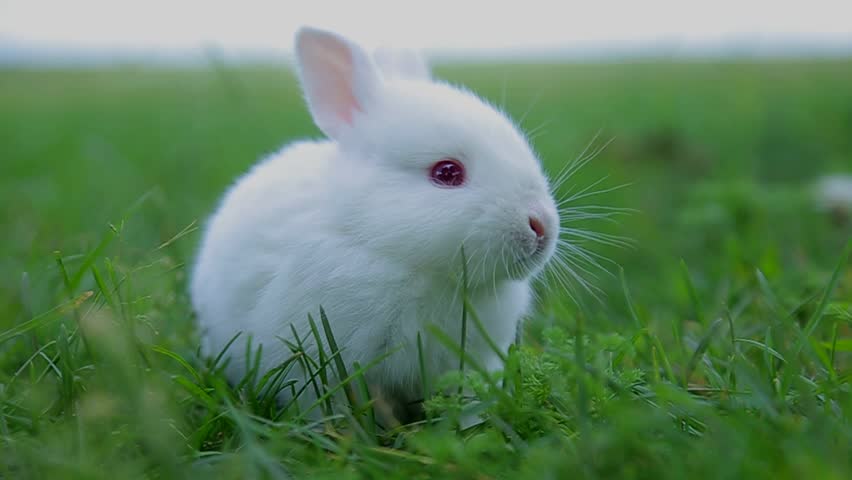 Detail Rabbit Hd Nomer 48