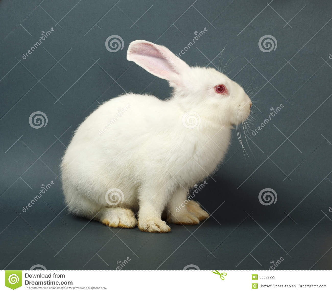 Detail Rabbit Hd Nomer 51