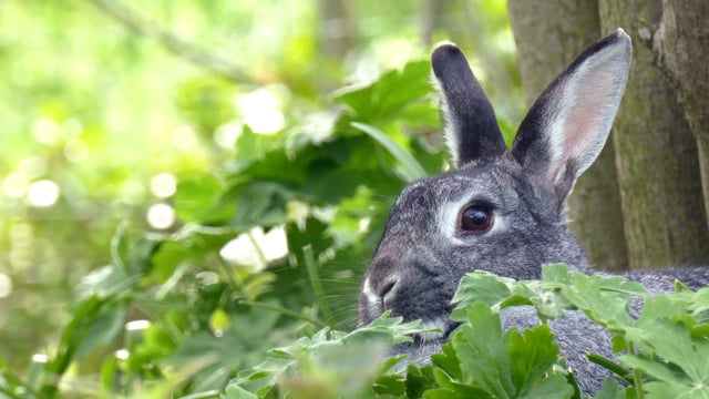 Detail Rabbit Hd Nomer 52