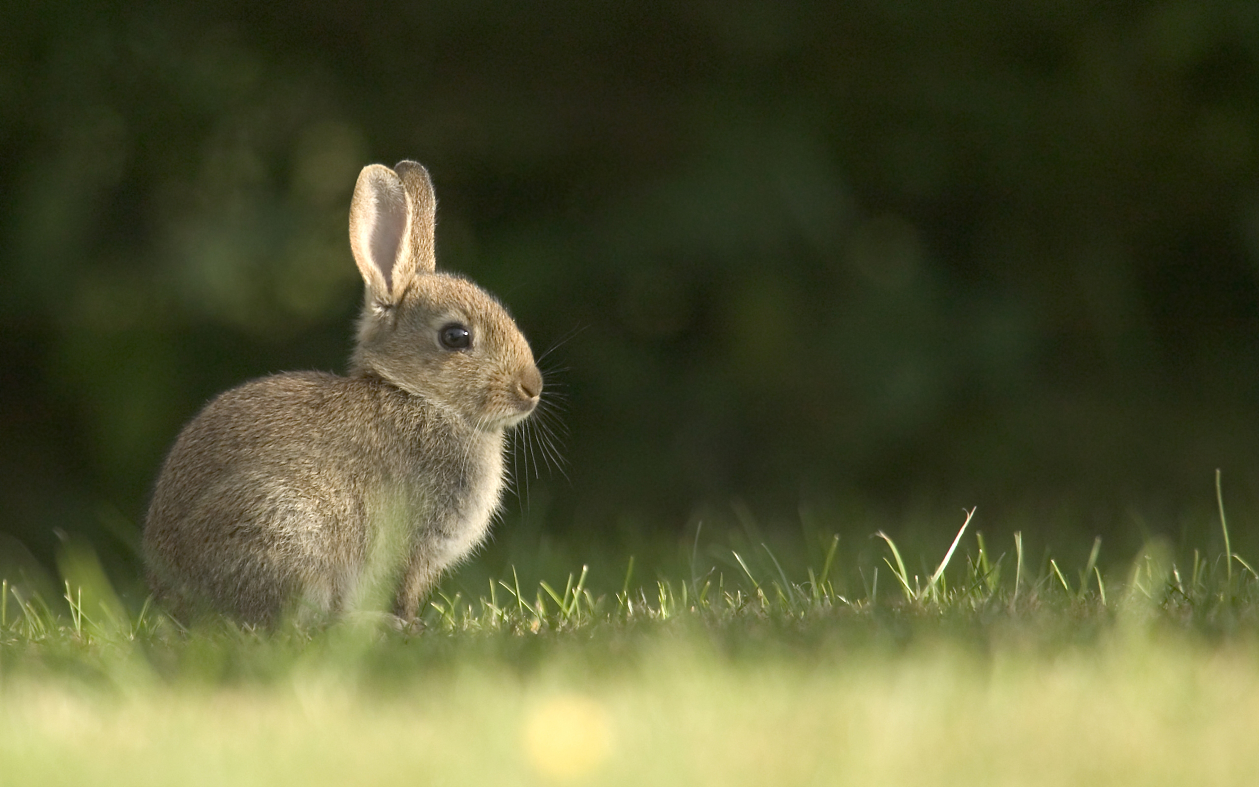 Detail Rabbit Hd Nomer 53