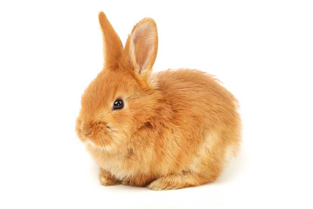 Rabbit Image - KibrisPDR