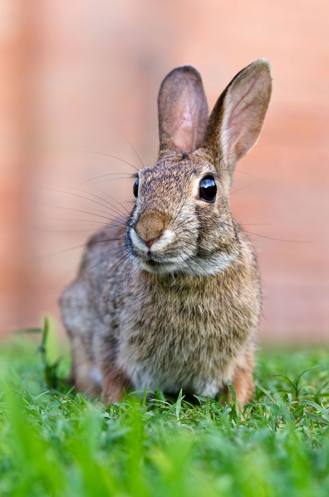Detail Rabbit Image Nomer 11