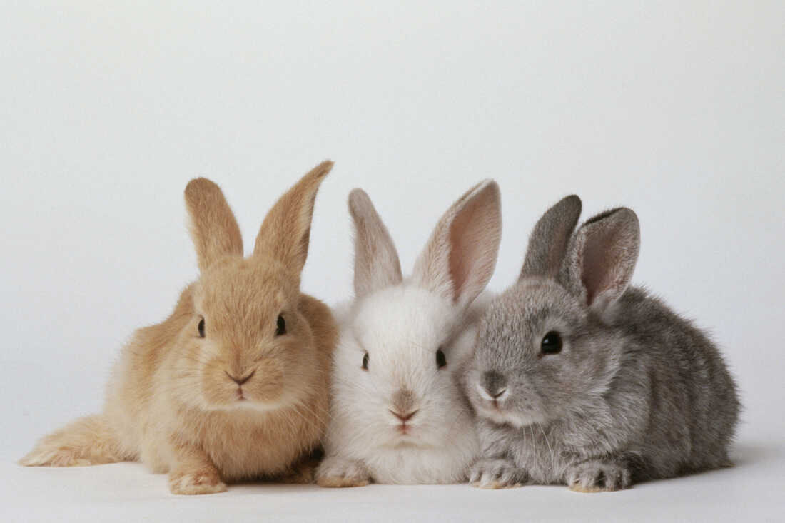 Detail Rabbit Image Nomer 12