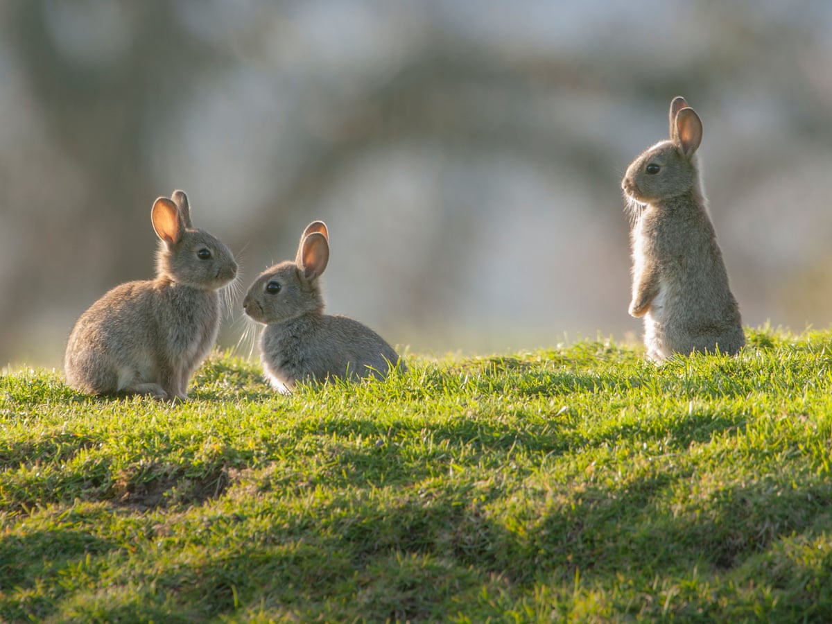 Detail Rabbit Image Nomer 13