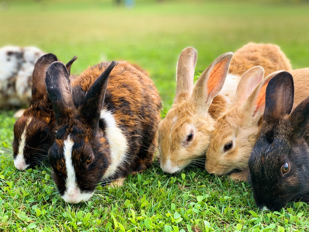 Detail Rabbit Image Nomer 15