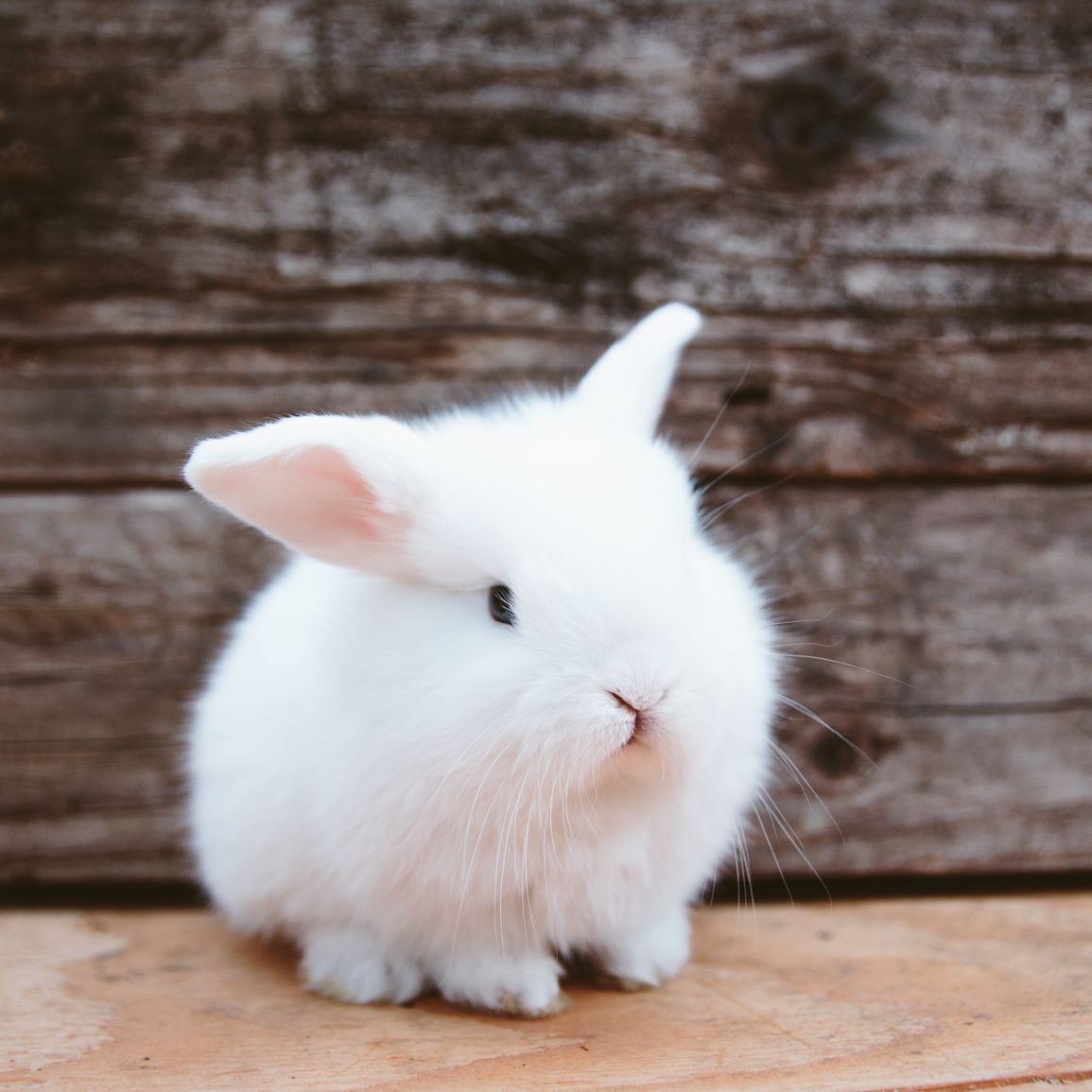 Detail Rabbit Image Nomer 16
