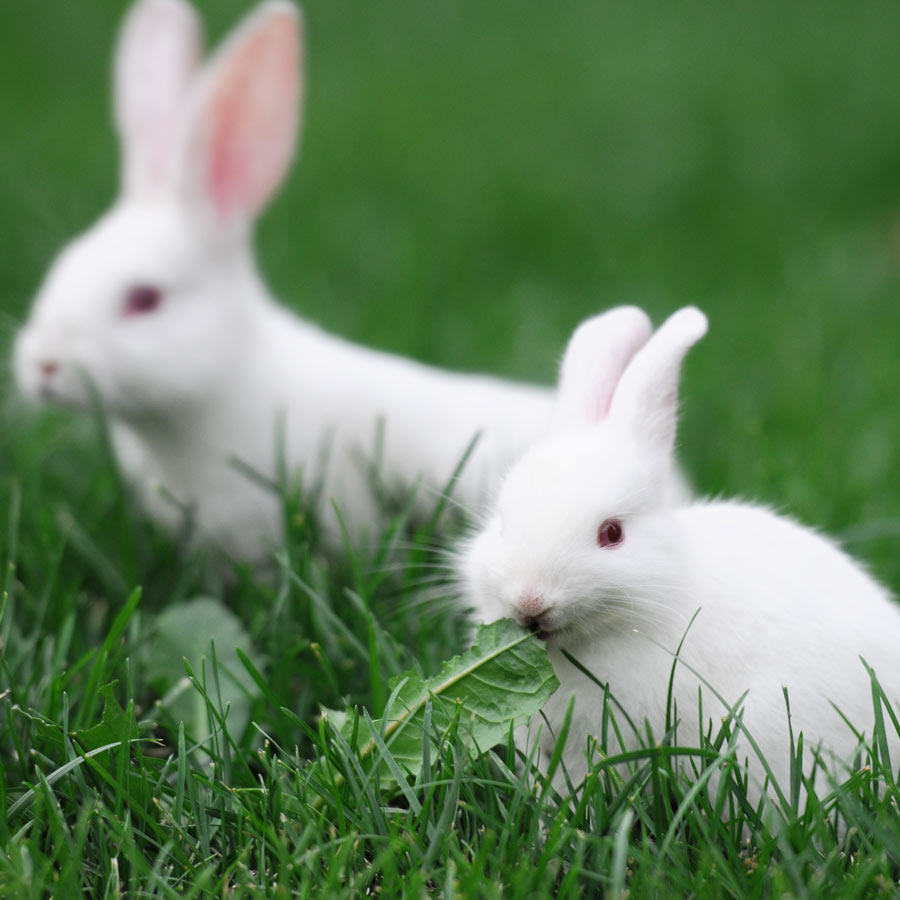 Detail Rabbit Image Nomer 17