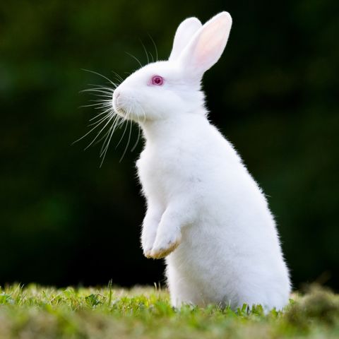 Detail Rabbit Image Nomer 3