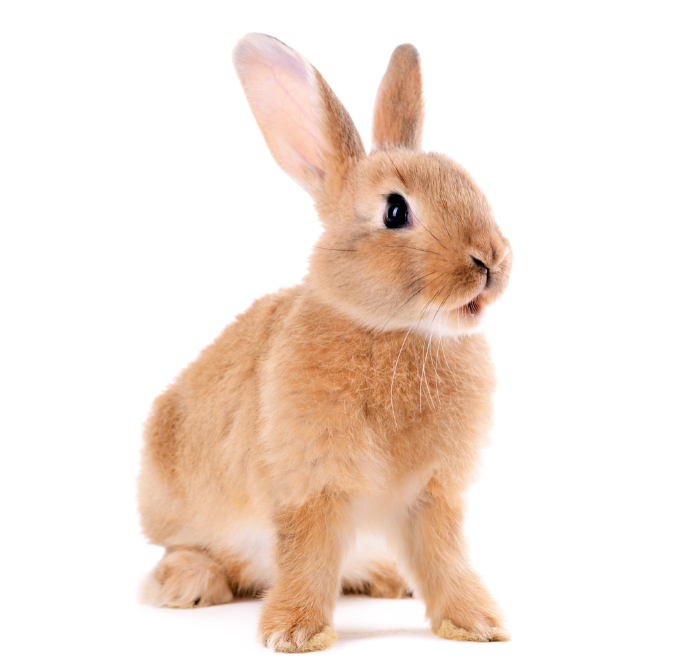 Detail Rabbit Image Nomer 24