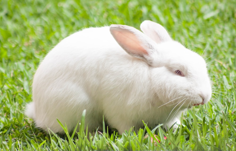 Detail Rabbit Image Nomer 4