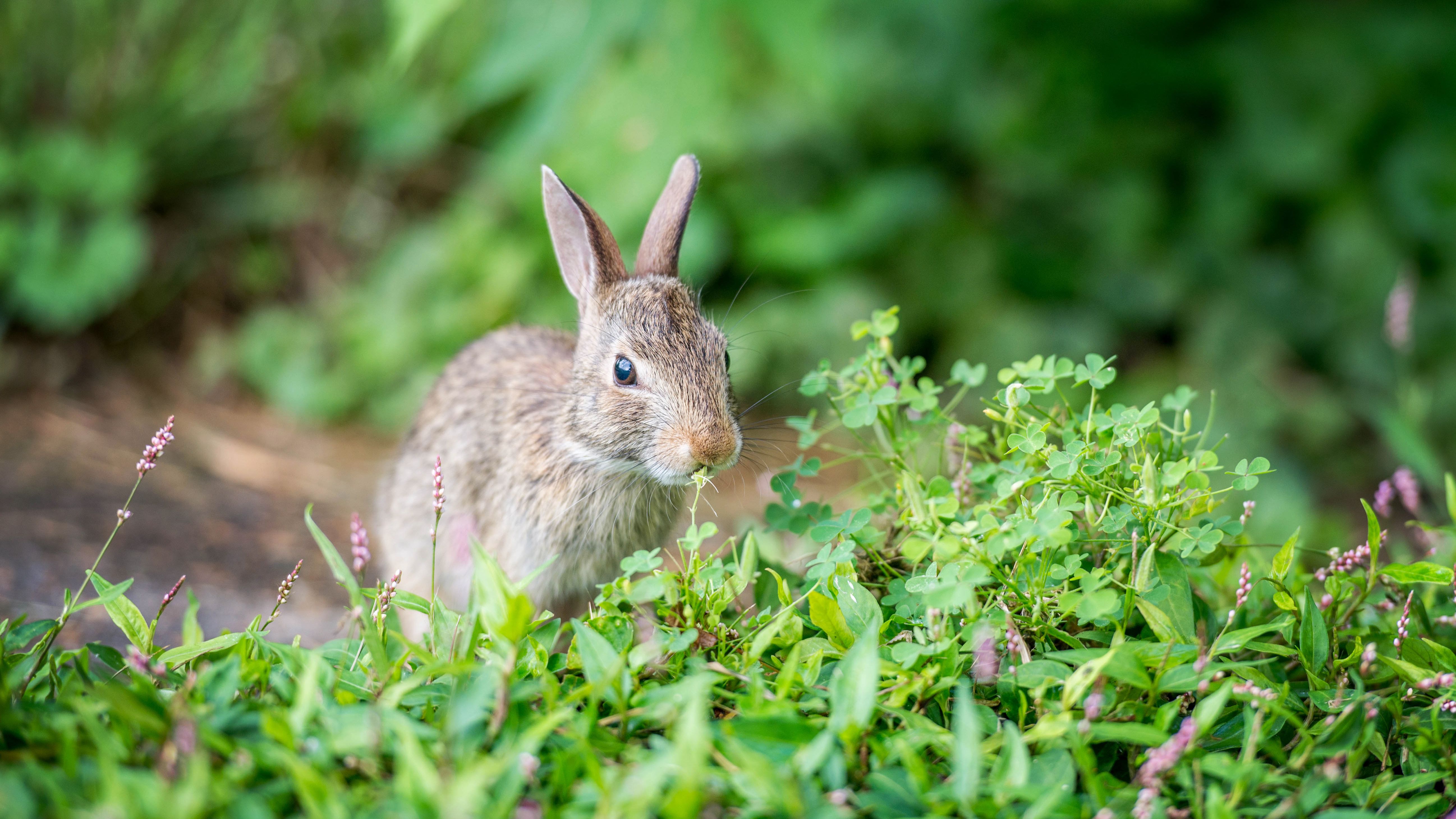 Detail Rabbit Image Nomer 31