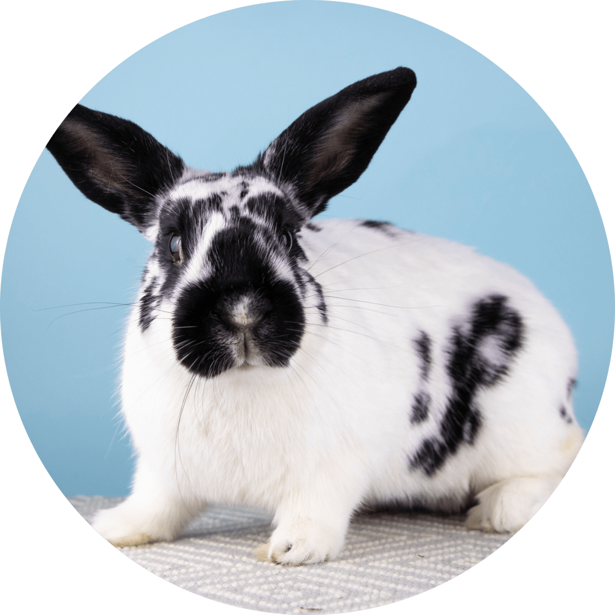 Detail Rabbit Image Nomer 32