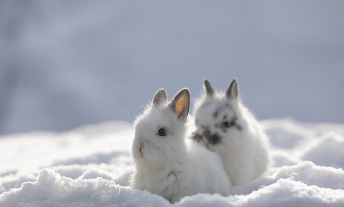 Detail Rabbit Image Nomer 34