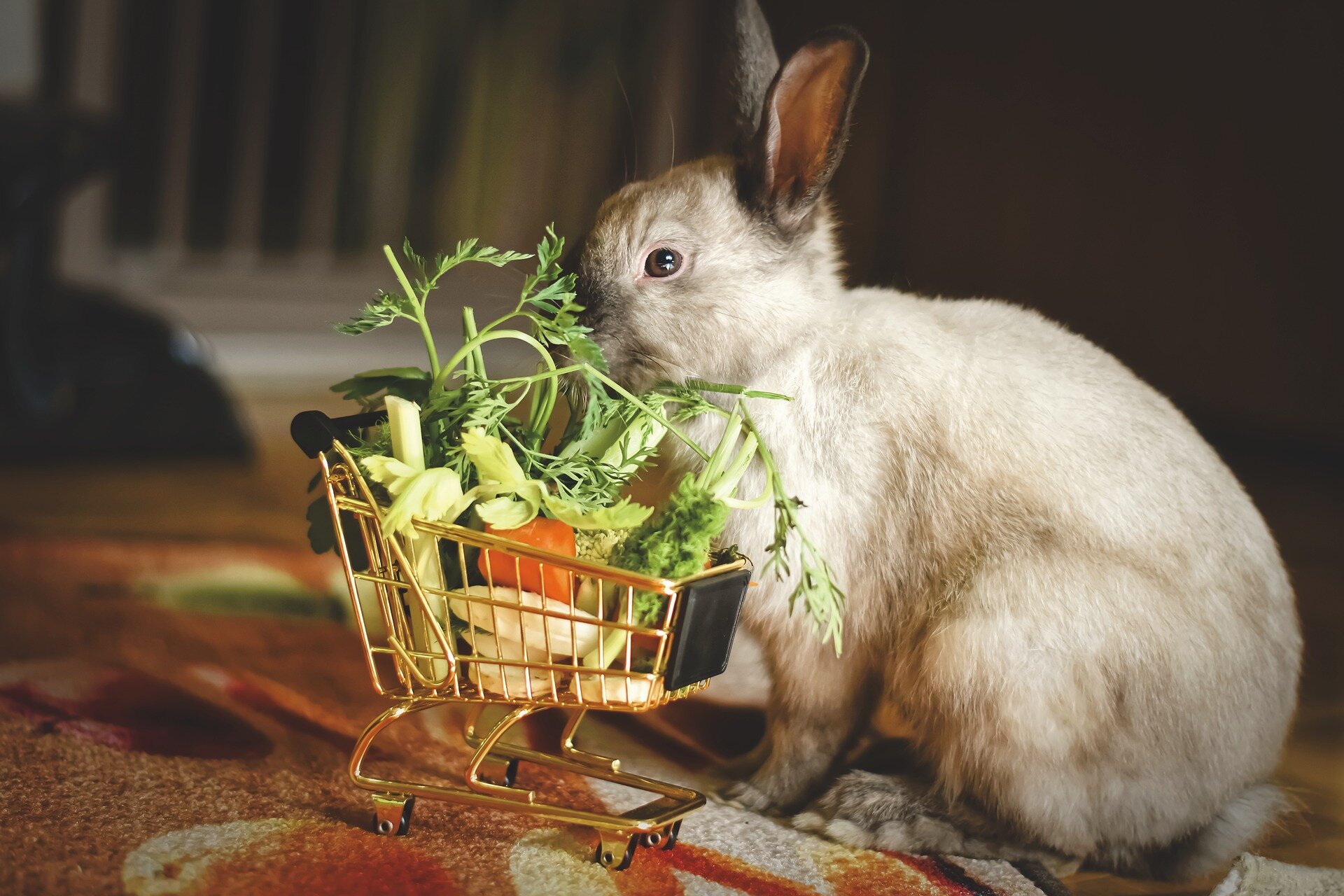Detail Rabbit Image Nomer 36