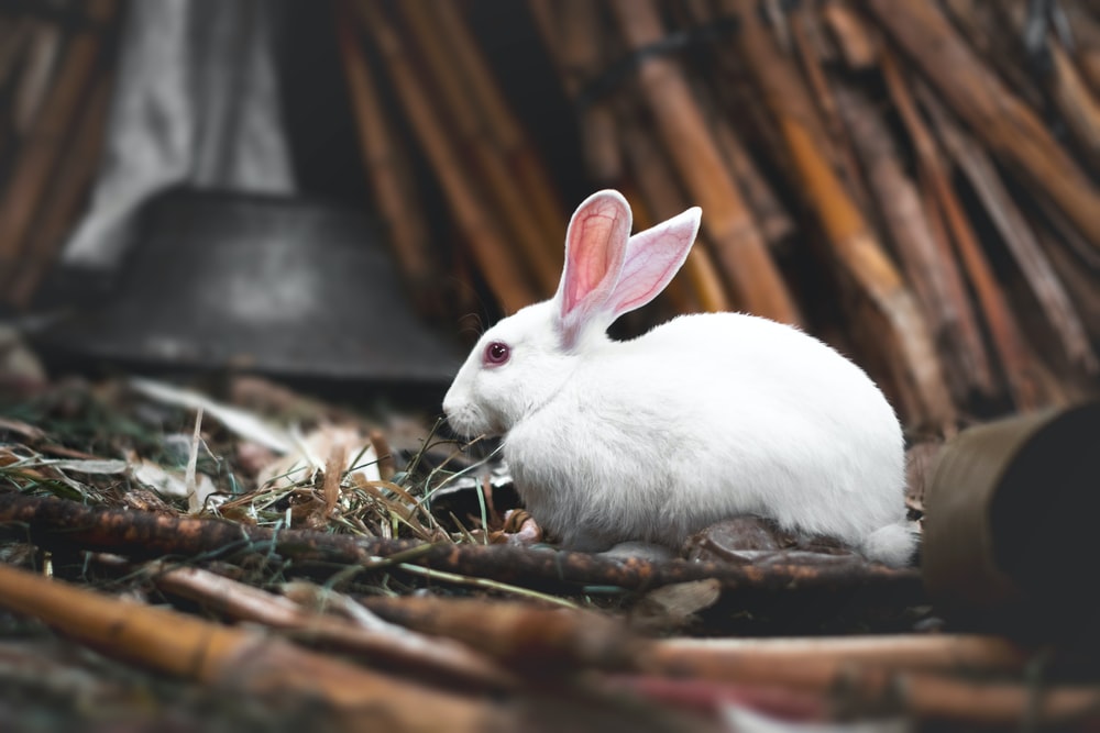 Detail Rabbit Image Nomer 37
