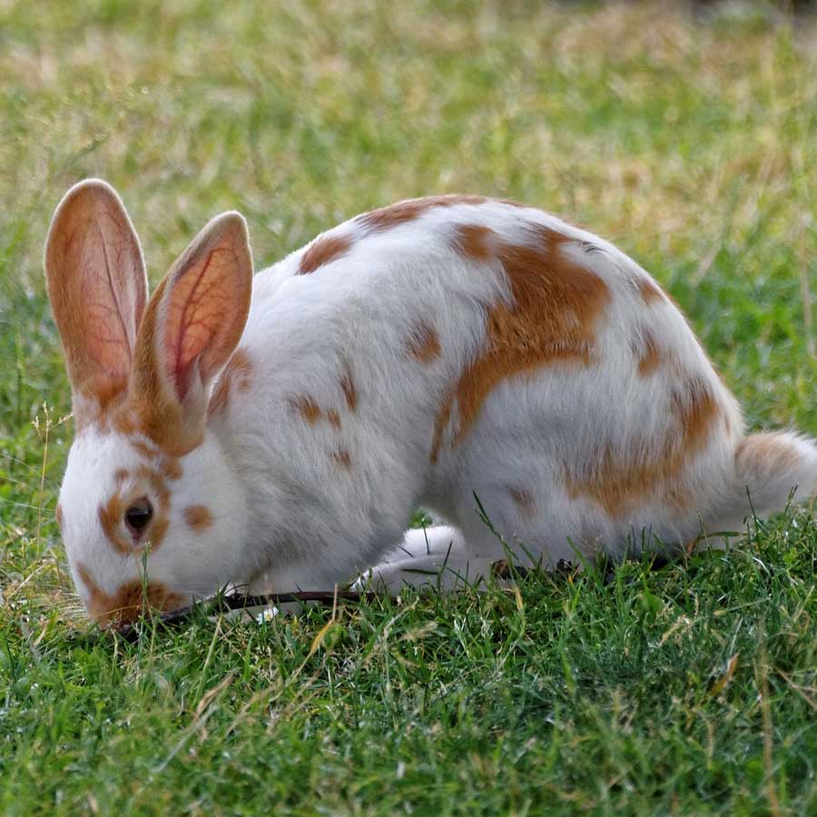 Detail Rabbit Image Nomer 41