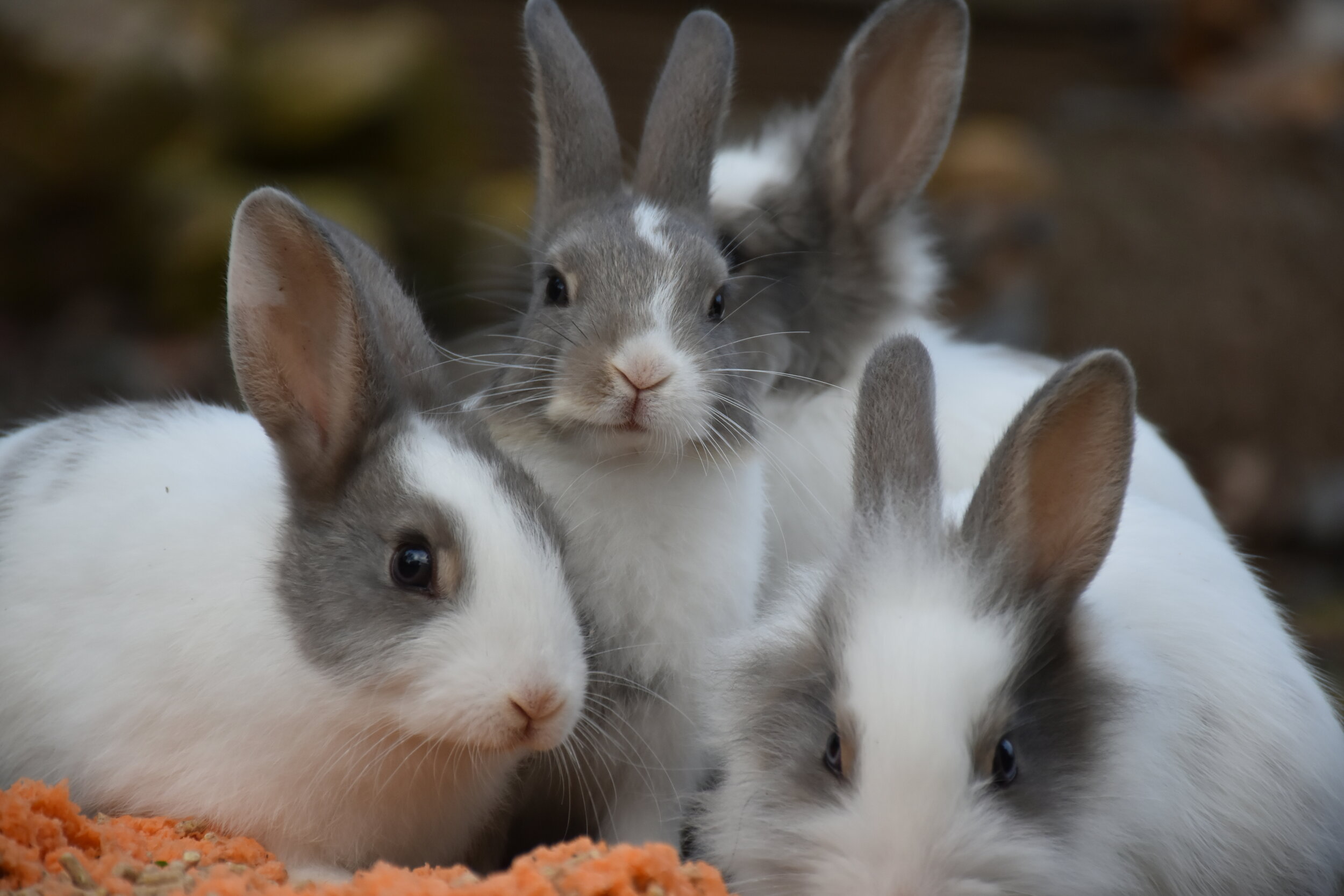 Detail Rabbit Image Nomer 42