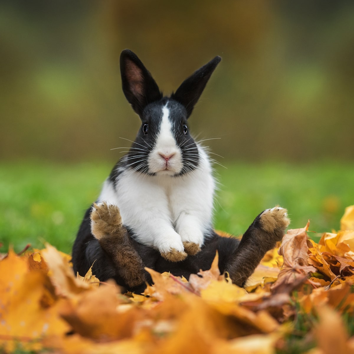 Detail Rabbit Image Nomer 47