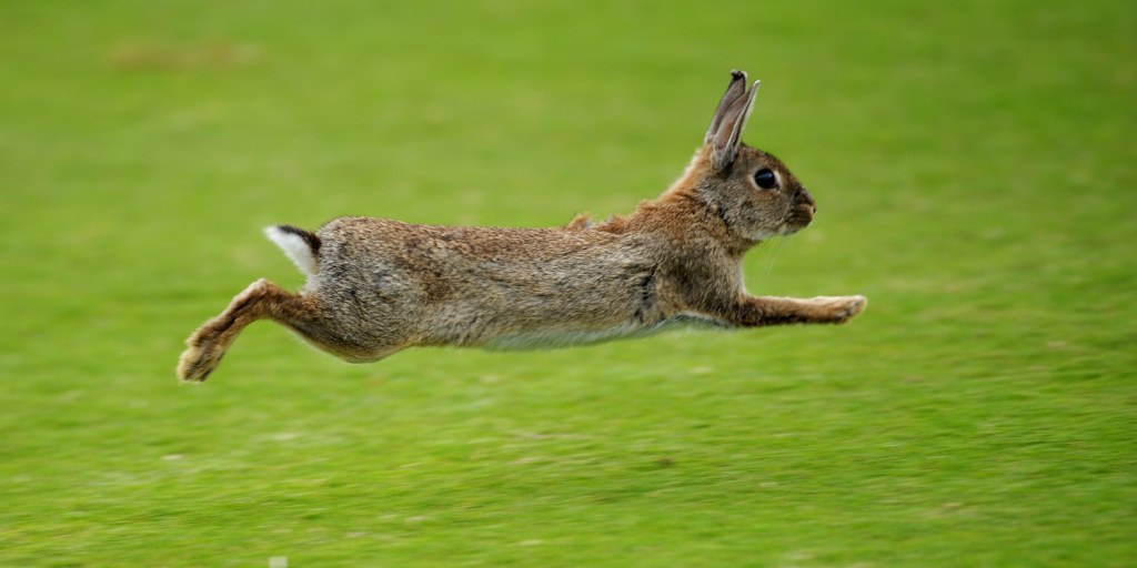 Detail Rabbit Image Nomer 49