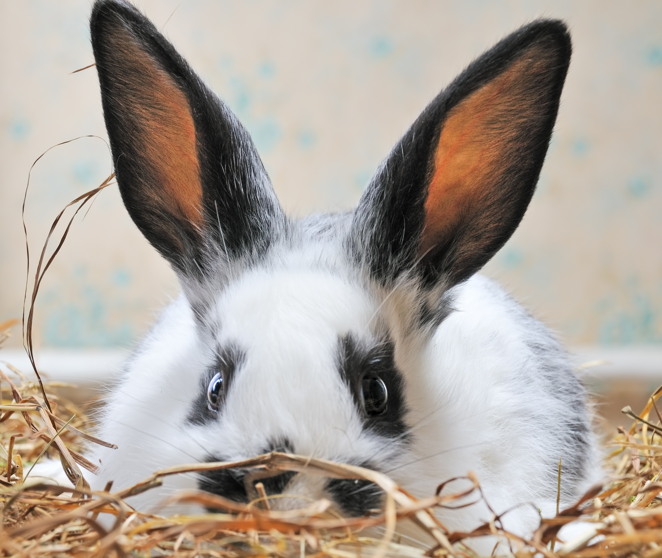 Detail Rabbit Image Nomer 50