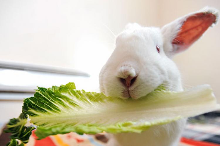 Detail Rabbit Image Nomer 52