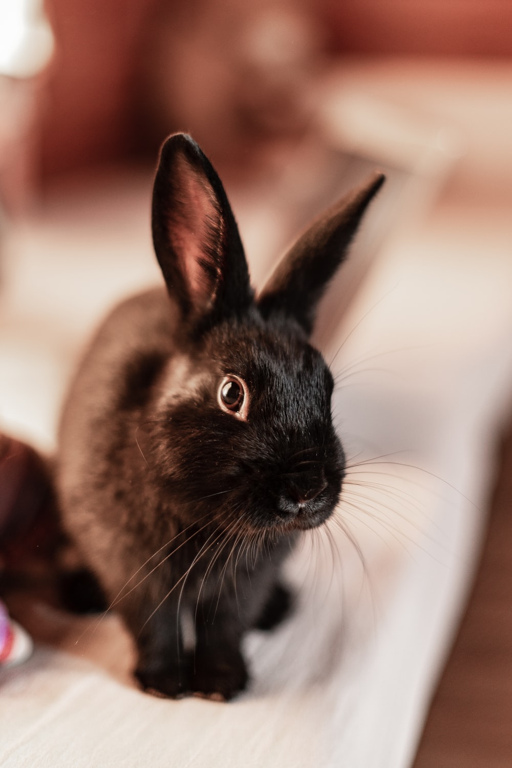 Detail Rabbit Image Nomer 55