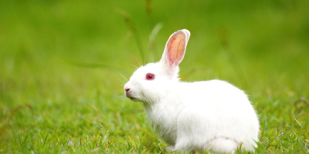 Detail Rabbit Image Nomer 8