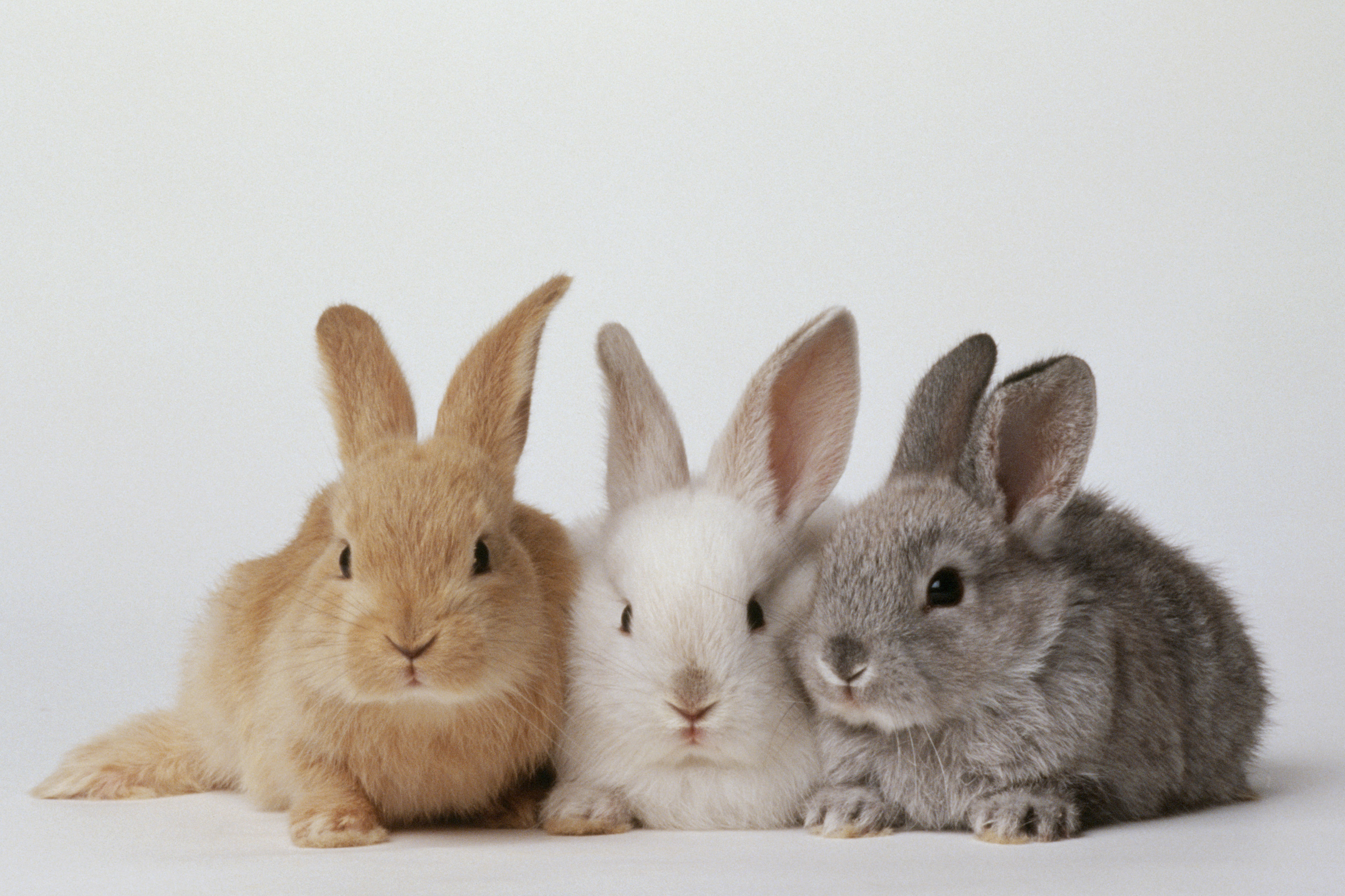 Detail Rabbit Images Nomer 13