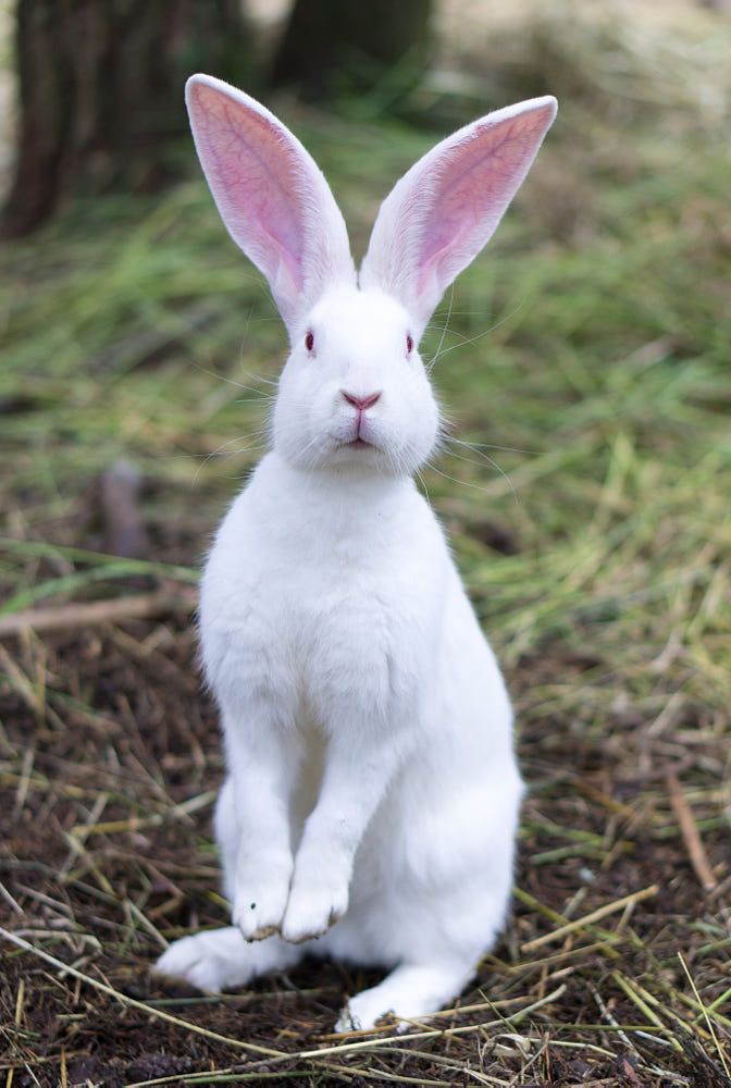 Detail Rabbit Images Nomer 15