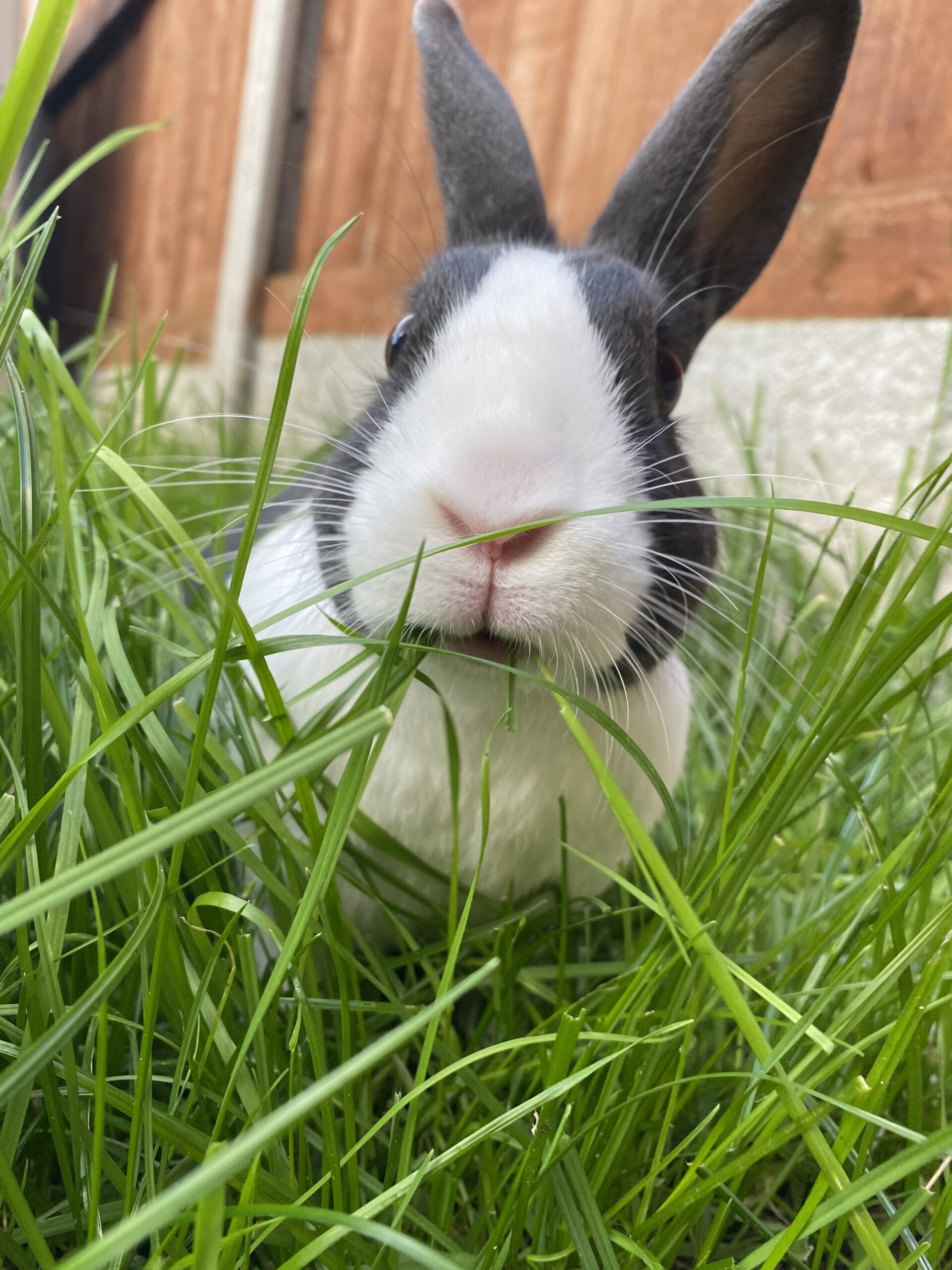 Detail Rabbit Images Nomer 16