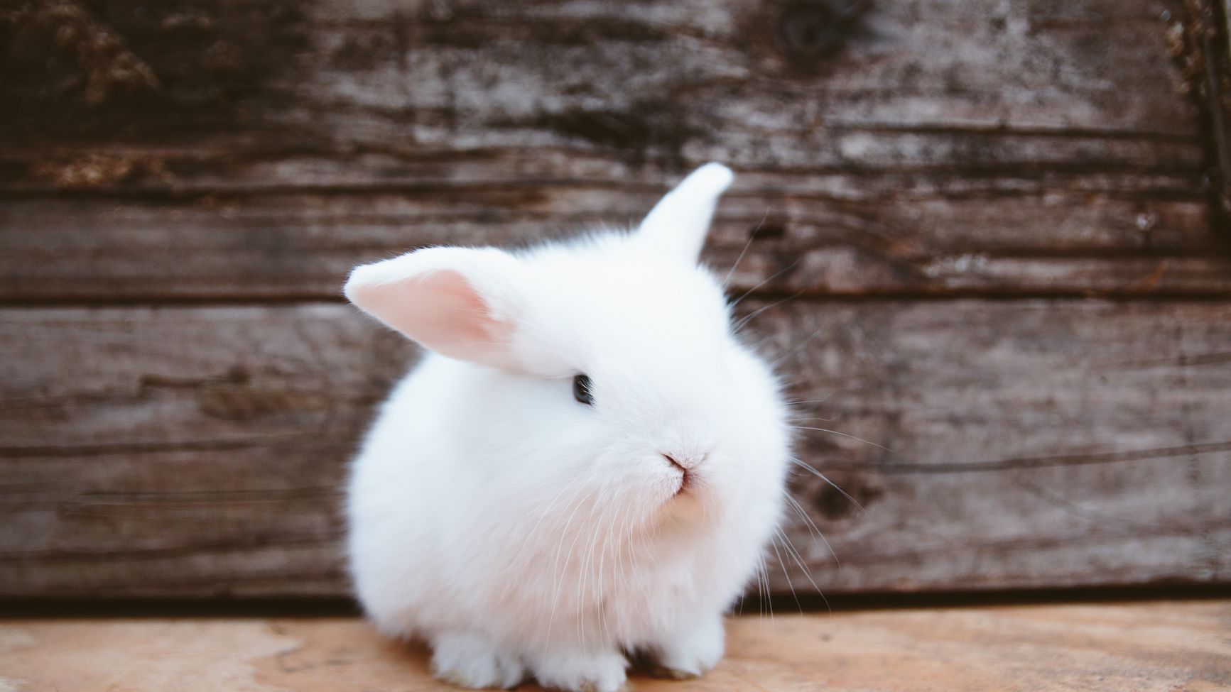 Detail Rabbit Images Nomer 22
