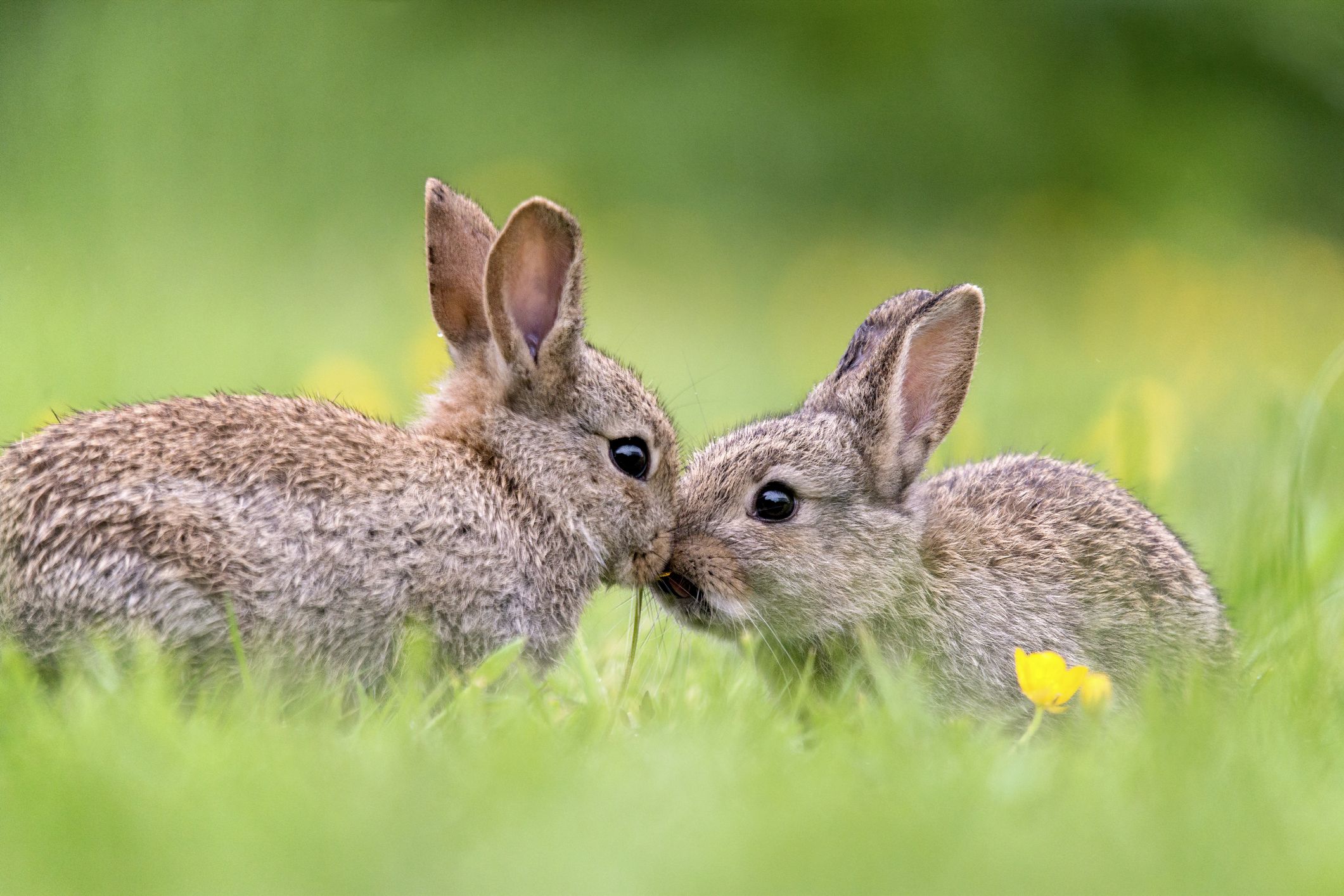 Detail Rabbit Images Nomer 23